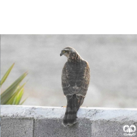 گونه قرقی Eurasian Sparrowhawk